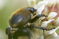 Beetle, Käfer, Coléoptère, Trichius fasciatus